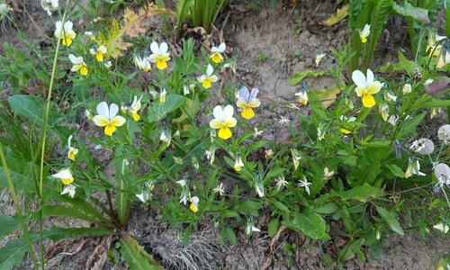 Driekleurig viooltje (Viola tricolor ssp. tricolor)