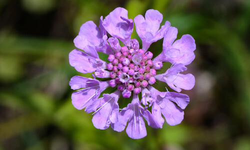 Duifkruid (Scabiosa columbaria)