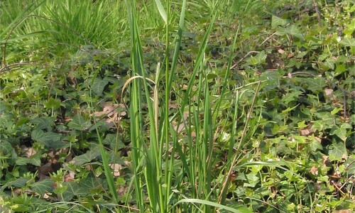 Grote vossenstaart (Alopecurus pratensis)