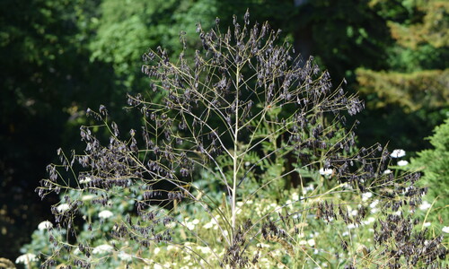 Wede (Isatis tinctoria)
