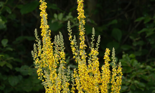 Zwarte toorts (Verbascum nigrum)