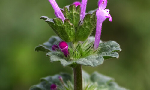 Hoenderbeet (Lamium amplexicaule)