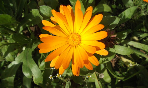 Tuingoudsbloem (Calendula officinalis)