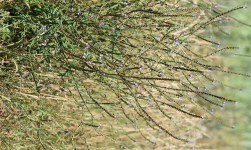 IJzerhard (Verbena officinalis)