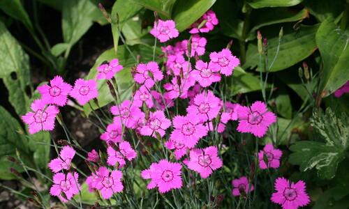 Steenanjer (Dianthus deltoides)