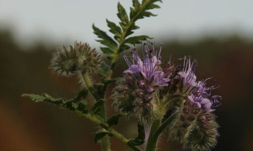 Phacelia (Phacelia tanacetifolia)
