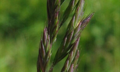 Rood zwenkgras (Festuca rubra)