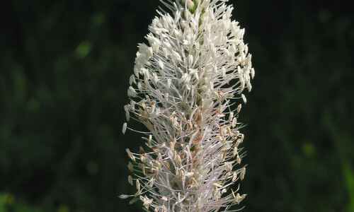 Ruige weegbree (Plantago media)
