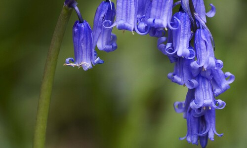 Wilde hyacinth (Hyacinthoides non-scripta)