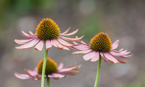 Zonnehoed (Echinacea purpurea)