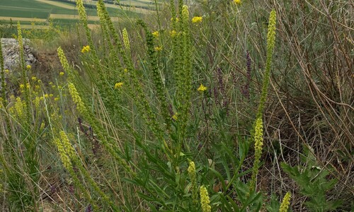Wouw (Reseda luteola)