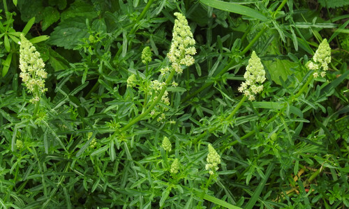 Wilde reseda (Reseda lutea)