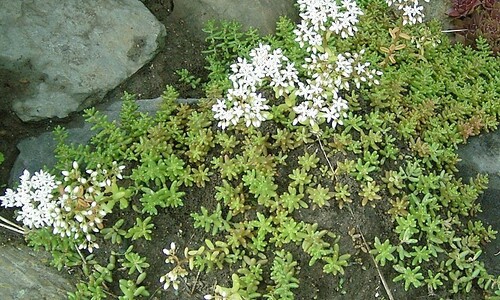 Wit vetkruid (Sedum album)
