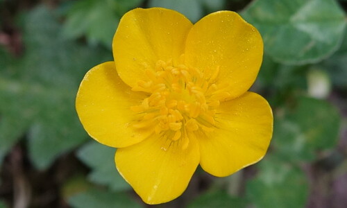 Kruipende boterbloem (Ranunculus repens)