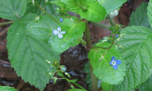Beekpunge (Veronica beccabunga)
