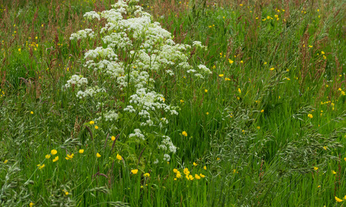 Fluitenkruid (Anthriscus sylvestris)