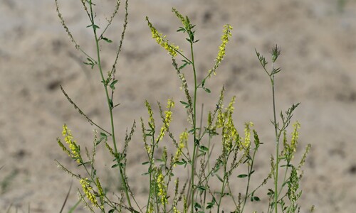 Citroengele honingklaver (Melilotus officinalis)