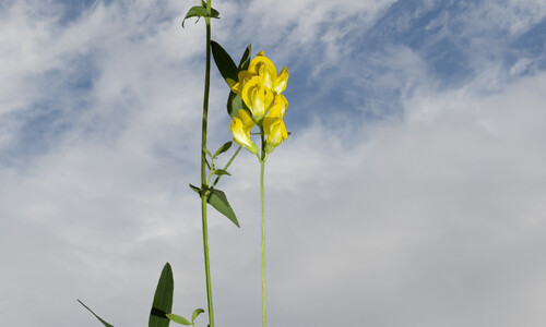 Veldlathyrus (Lathyrus pratensis)