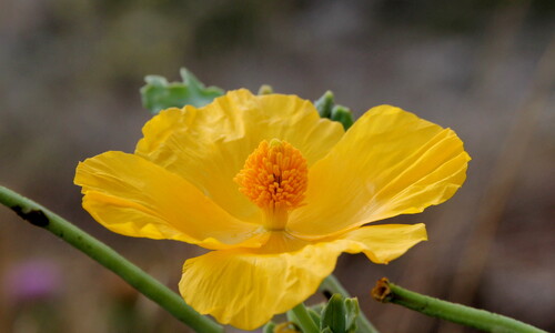Gele hoornpapaver (Glaucium flavum)