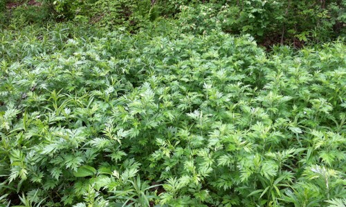 Bijvoet (Artemisia vulgaris)