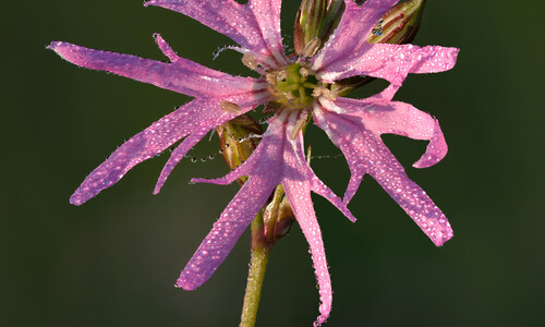 Silene flos-cuculi (Echte koekoeksbloem)