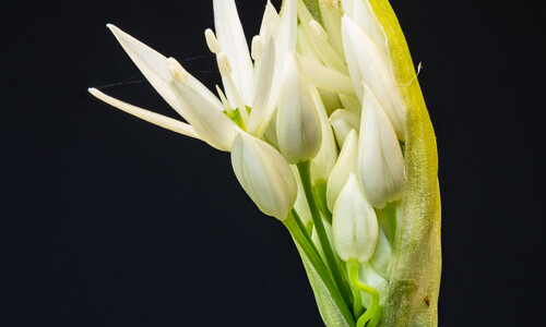 Daslook (Allium ursinum)