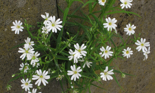 Grote muur (Stellaria holostea)