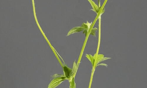 Geel nagelkruid (Geum urbanum)