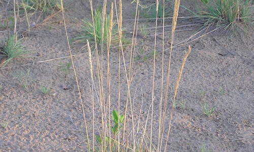 Blauw fakkelgras (Koeleria glauca)