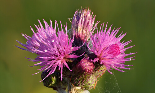 Kale jonker (Cirsium palustre)