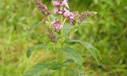 Hertsmunt (Mentha longifolia)