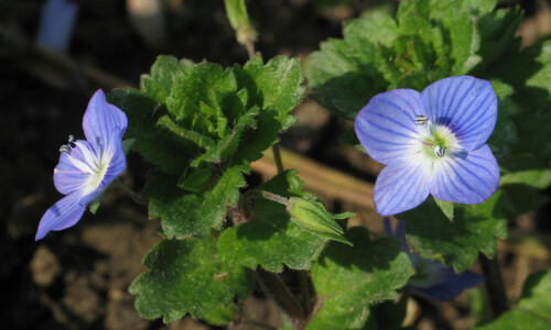 Grote ereprijs (Veronica persica)
