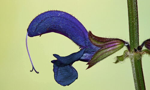 Veldsalie (Salvia pratensis)