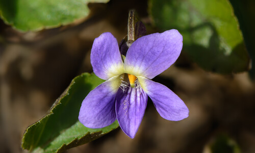 Maarts viooltje (Viola odorata)