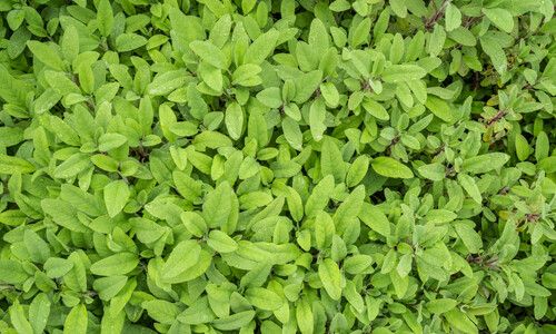 Echte salie (Salvia officinalis)