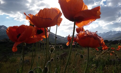 Grote klaproos (Papaver rhoeas)