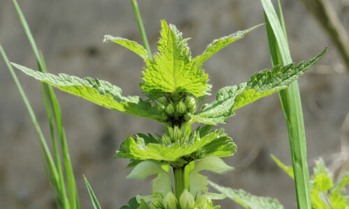 Lamium album (Witte dovenetel)