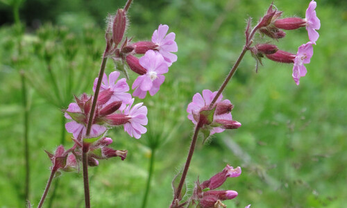 Dagkoekoeksbloem (Silene dioica)