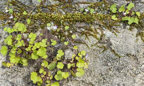 Muurleeuwenbek (Cymbalaria muralis)