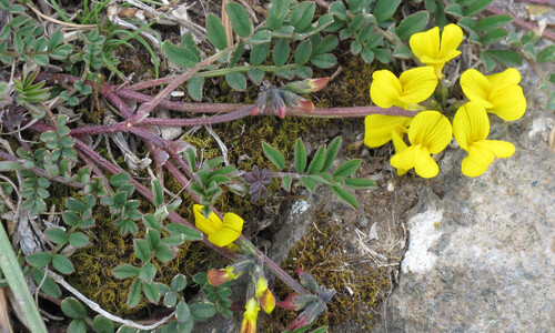 Paardenhoefklaver (Hippocrepis comosa)