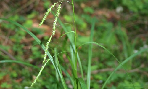 Boszegge (Carex sylvatica)