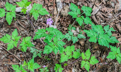 Robertskruid (Geranium robertianum)