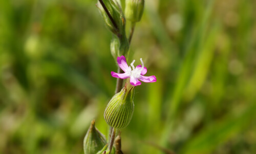 Kegelsilene (Silene conica)