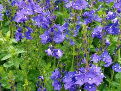 Brede ereprijs (Veronica austriaca ssp. teucrium)