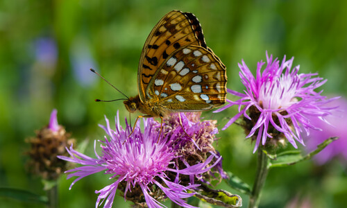 Knoopkruid (Centaurea jacea)