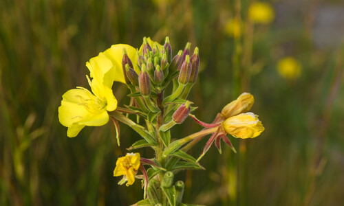 Middelste teunisbloem (Oenothera biennis)