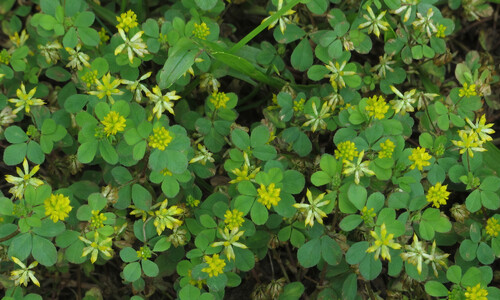 Kleine klaver (Trifolium dubium)