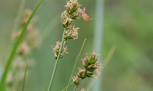 Dichte bermzegge (Carex muricata)