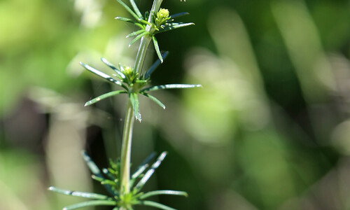Geel walstro (Galium verum)