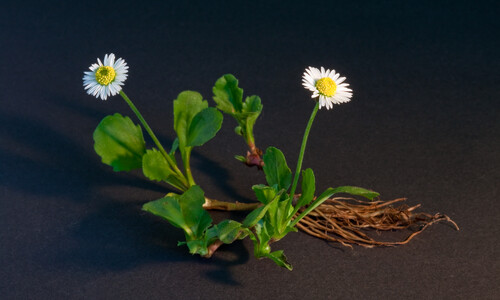 Madeliefje (Bellis perennis)